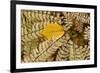 Germany, Autumn Leaves of Fern-K. Schlierbach-Framed Photographic Print