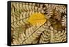 Germany, Autumn Leaves of Fern-K. Schlierbach-Framed Stretched Canvas