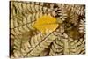 Germany, Autumn Leaves of Fern-K. Schlierbach-Stretched Canvas