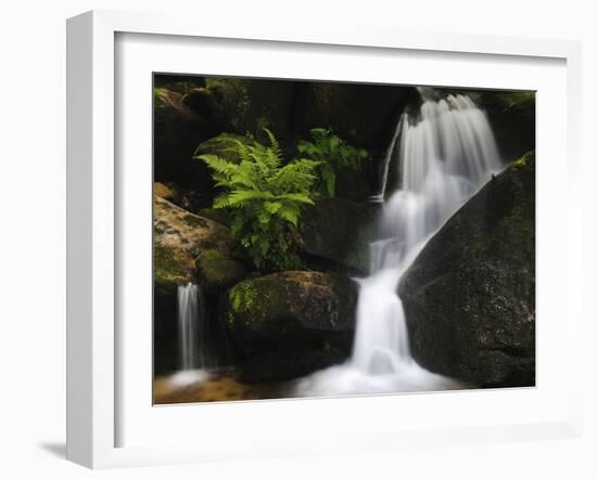 Germany, Baden-WŸrttemberg, Black Forest, Gertelsbach, Gertelsbach Waterfall, Rock with Fern-Andreas Keil-Framed Photographic Print