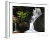 Germany, Baden-WŸrttemberg, Black Forest, Gertelsbach, Gertelsbach Waterfall, Rock with Fern-Andreas Keil-Framed Photographic Print