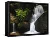 Germany, Baden-WŸrttemberg, Black Forest, Gertelsbach, Gertelsbach Waterfall, Rock with Fern-Andreas Keil-Framed Stretched Canvas