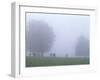 Germany, Baden-WŸrttemberg, Black Forest, Schauinsland, Cows in Fog-Andreas Keil-Framed Photographic Print