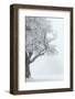 Germany, Baden-WŸrttemberg, Black Forest, Schauinsland (Mountain), European Beech-Andreas Keil-Framed Photographic Print