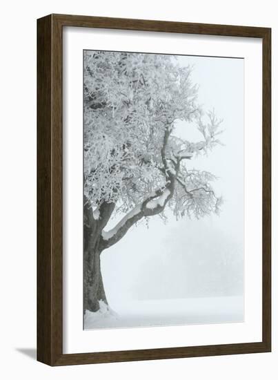 Germany, Baden-WŸrttemberg, Black Forest, Schauinsland (Mountain), European Beech-Andreas Keil-Framed Photographic Print