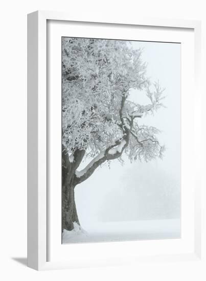 Germany, Baden-WŸrttemberg, Black Forest, Schauinsland (Mountain), European Beech-Andreas Keil-Framed Photographic Print