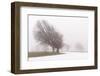 Germany, Baden-Wurttemberg, Black Forest, Schauinsland, Copper Beech-Andreas Keil-Framed Photographic Print