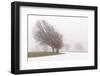 Germany, Baden-Wurttemberg, Black Forest, Schauinsland, Copper Beech-Andreas Keil-Framed Photographic Print