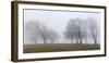 Germany, Baden-Wurttemberg, Black Forest, Schauinsland, Copper Beech-Andreas Keil-Framed Photographic Print