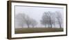 Germany, Baden-Wurttemberg, Black Forest, Schauinsland, Copper Beech-Andreas Keil-Framed Premium Photographic Print
