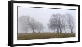 Germany, Baden-Wurttemberg, Black Forest, Schauinsland, Copper Beech-Andreas Keil-Framed Premium Photographic Print