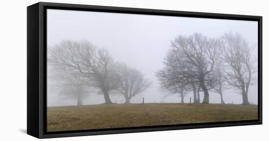 Germany, Baden-Wurttemberg, Black Forest, Schauinsland, Copper Beech-Andreas Keil-Framed Stretched Canvas