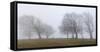 Germany, Baden-Wurttemberg, Black Forest, Schauinsland, Copper Beech-Andreas Keil-Framed Stretched Canvas