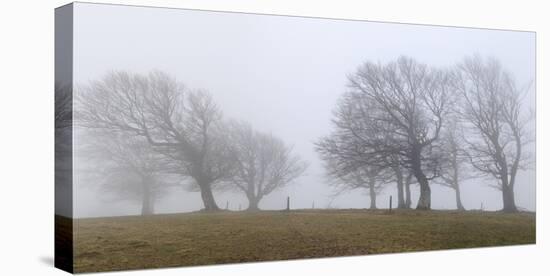 Germany, Baden-Wurttemberg, Black Forest, Schauinsland, Copper Beech-Andreas Keil-Stretched Canvas