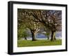 Germany, Baden-Wurttemberg, Black Forest, Schauinsland, Hutebuchen-K. Schlierbach-Framed Photographic Print