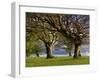 Germany, Baden-Wurttemberg, Black Forest, Schauinsland, Hutebuchen-K. Schlierbach-Framed Photographic Print