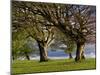 Germany, Baden-Wurttemberg, Black Forest, Schauinsland, Hutebuchen-K. Schlierbach-Mounted Photographic Print