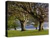 Germany, Baden-Wurttemberg, Black Forest, Schauinsland, Hutebuchen-K. Schlierbach-Stretched Canvas