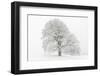 Germany, Baden-Wurttemberg, Black Forest, 'Schauinsland' (Mountain), Copper Beech-Andreas Keil-Framed Photographic Print