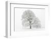 Germany, Baden-Wurttemberg, Black Forest, 'Schauinsland' (Mountain), Copper Beech-Andreas Keil-Framed Photographic Print