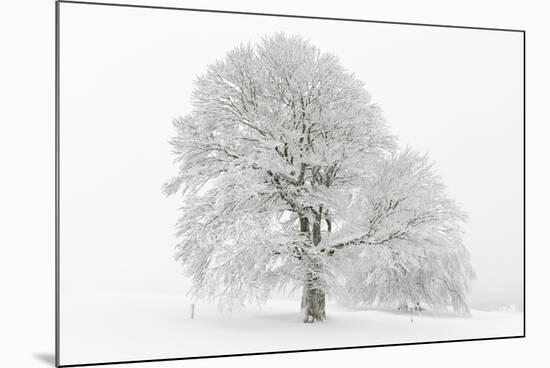 Germany, Baden-Wurttemberg, Black Forest, 'Schauinsland' (Mountain), Copper Beech-Andreas Keil-Mounted Photographic Print