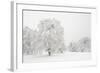 Germany, Baden-Wurttemberg, Black Forest, 'Schauinsland' (Mountain), Copper Beeches-Andreas Keil-Framed Photographic Print