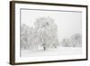 Germany, Baden-Wurttemberg, Black Forest, 'Schauinsland' (Mountain), Copper Beeches-Andreas Keil-Framed Photographic Print