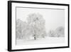 Germany, Baden-Wurttemberg, Black Forest, 'Schauinsland' (Mountain), Copper Beeches-Andreas Keil-Framed Photographic Print