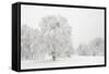Germany, Baden-Wurttemberg, Black Forest, 'Schauinsland' (Mountain), Copper Beeches-Andreas Keil-Framed Stretched Canvas