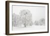 Germany, Baden-Wurttemberg, Black Forest, 'Schauinsland' (Mountain), Copper Beeches-Andreas Keil-Framed Photographic Print