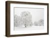 Germany, Baden-Wurttemberg, Black Forest, 'Schauinsland' (Mountain), Copper Beeches-Andreas Keil-Framed Photographic Print