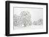 Germany, Baden-Wurttemberg, Black Forest, 'Schauinsland' (Mountain), Copper Beeches-Andreas Keil-Framed Photographic Print