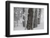 Germany, Baden-Wurttemberg, Black Forest, Schauinsland, Trunks Covered with Hoarfrost in Winter-Andreas Keil-Framed Photographic Print