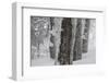 Germany, Baden-Wurttemberg, Black Forest, Schauinsland, Trunks Covered with Hoarfrost in Winter-Andreas Keil-Framed Photographic Print