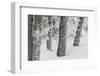 Germany, Baden-Wurttemberg, Black Forest, Schauinsland, Trunks Covered with Hoarfrost in Winter-Andreas Keil-Framed Photographic Print