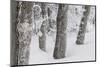 Germany, Baden-Wurttemberg, Black Forest, Schauinsland, Trunks Covered with Hoarfrost in Winter-Andreas Keil-Mounted Photographic Print