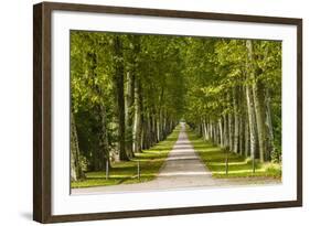 Germany, Baden-Wurttemberg, Unterer Schlossgarten (Lower Castle Gardens-Udo Siebig-Framed Photographic Print