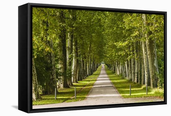 Germany, Baden-Wurttemberg, Unterer Schlossgarten (Lower Castle Gardens-Udo Siebig-Framed Stretched Canvas