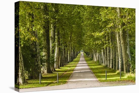 Germany, Baden-Wurttemberg, Unterer Schlossgarten (Lower Castle Gardens-Udo Siebig-Stretched Canvas