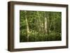 Germany, Baden-Wurttemberg, Weingartener Moor Naturschutzgebiet, wild garlic Allium ursinum.-Roland T. Frank-Framed Photographic Print