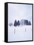 Germany, Bavaria, AllgŠu, Snow Scenery, Trees-Herbert Kehrer-Framed Stretched Canvas