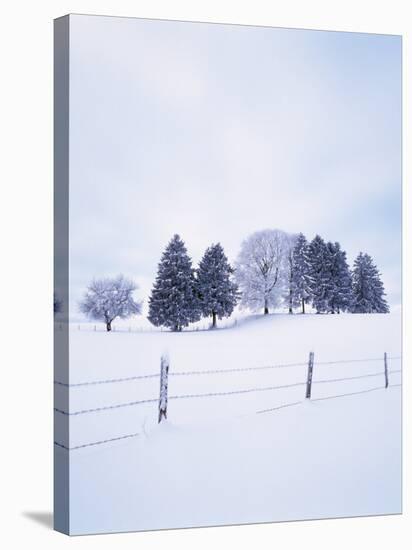 Germany, Bavaria, AllgŠu, Snow Scenery, Trees-Herbert Kehrer-Stretched Canvas