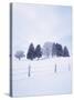 Germany, Bavaria, AllgŠu, Snow Scenery, Trees-Herbert Kehrer-Stretched Canvas