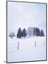 Germany, Bavaria, AllgŠu, Snow Scenery, Trees-Herbert Kehrer-Mounted Photographic Print