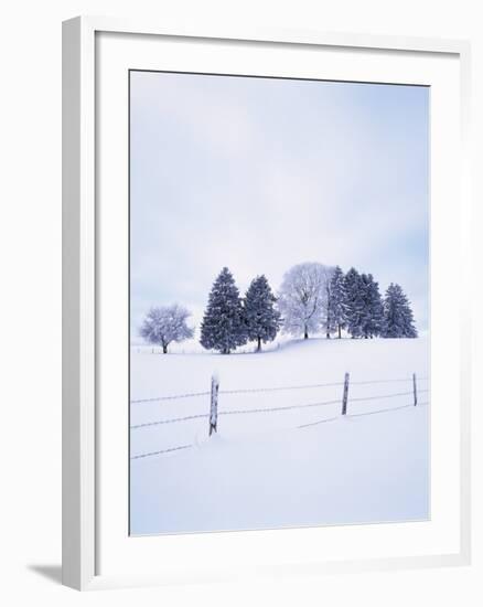 Germany, Bavaria, AllgŠu, Snow Scenery, Trees-Herbert Kehrer-Framed Photographic Print