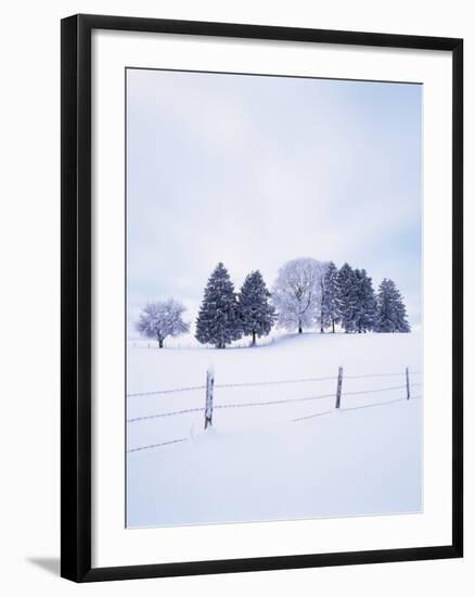 Germany, Bavaria, AllgŠu, Snow Scenery, Trees-Herbert Kehrer-Framed Photographic Print