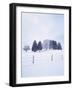 Germany, Bavaria, AllgŠu, Snow Scenery, Trees-Herbert Kehrer-Framed Photographic Print