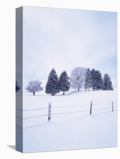 Germany, Bavaria, AllgŠu, Snow Scenery, Trees-Herbert Kehrer-Stretched Canvas