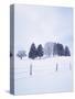 Germany, Bavaria, AllgŠu, Snow Scenery, Trees-Herbert Kehrer-Stretched Canvas