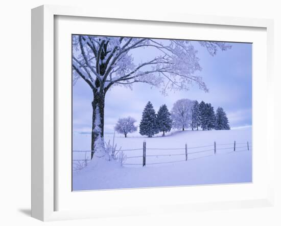 Germany, Bavaria, AllgŠu, Snow Scenery, Trees-Herbert Kehrer-Framed Photographic Print